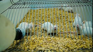 Close-Up White Laboratory Mice in a Cage with Food and Water