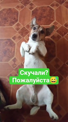 At grandma's, it's like being on vacation😄 #sonyechka #dog #jackrusselterrier #jackrussel