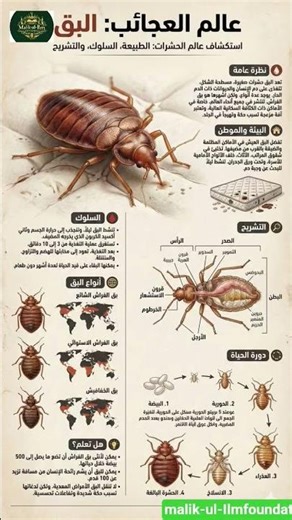 Bedbugs Awareness | Causes, Effects & Prevention Tips for Clean Living 🛏️🐜✨