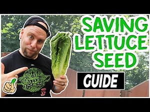 Regrow Lettuce: How to Harvest & Store Lettuce Seeds (2 Easy Ways)