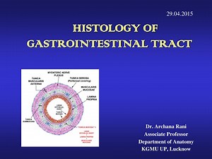HISTOLOGY OF GASTROINTESTINAL TRACT - SlideServe