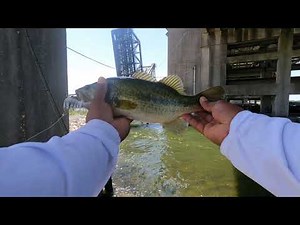 Good catch on Vudu Mullet Swimbait.