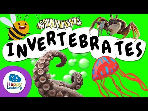 Invertebrate Animals | Educational Videos for Children | ‪@HappyLearningENG‬