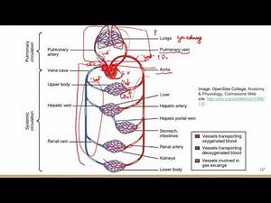 Comprehensive ATI TEAS Science Review Lecture_cardiovascular system 2_trace blood flow