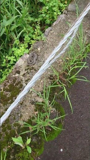 日本マムシ 捕獲の瞬間 ブロックの上 20220822