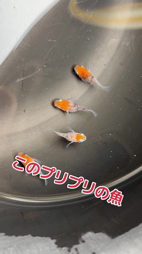 魅力的なあけぼのダルマメダカの紹介