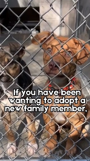 116K views · 1.8K reactions | Free dog adoptions through March 29 to make critical space and save lives. We have dogs of every size, energy level, and personality, so you're sure to find the perfect match! Not looking to adopt? You can still make a difference by sharing this with friends, family, and anyone who might be searching for a new companion. | Front Street Animal Shelter - City of Sacramento | Facebook