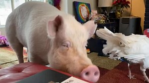 “Do you have snacks? I thought I could smell snacks in here.” -Esther #estherforever #smile #family | Steve Jenkins