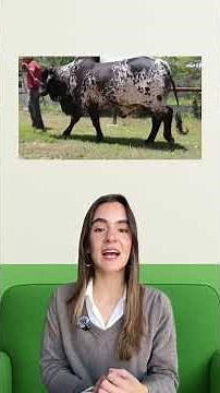 Sardo Negro: the Mexican giant that drives livestock farming