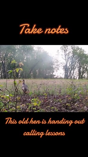 Id say she ruined the hunt but the only thing that can do that is not being able to go! #CapCut #QuakerPregrain #ReadySetLift #turkeytiktok #itsanobsession #cantstoptheflop #trending #viral #fyp #springfever #mossyoak #hunting