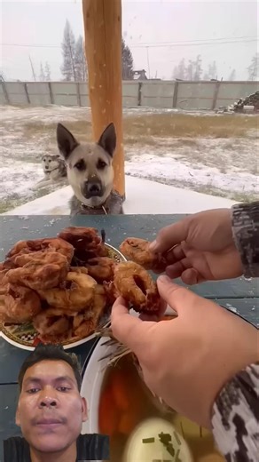 Smart dogs he is back. #cooking #shorts #shortvideo #short #new