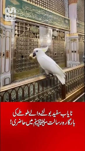 Rare White Talking Parrot Visits the Court of the Holy Prophet ﷺ Sun NEWS