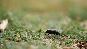 black beetle walking between grass and stones