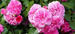 Growing Lush Cabbage Rose Plants | DoItYourself.com