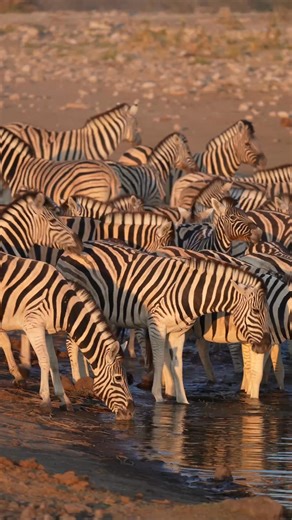 A herd of zebras gathers at a shimmering Etosha waterhole just after sunrise. Soft golden light paints their stripes in warm tones as they lower their heads to drink —morning calm before the day’s wild rhythm begins. | Peter Schoeman