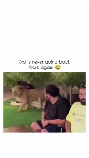 funbly on Instagram: "A tamed lion is still a wild animal, even if it has been raised by humans. While it may appear calm or obedient, its natural instincts—like hunting, territorial behavior, and sudden aggression—never fully disappear. Tamed lions usually depend on humans for food and care, but they are not truly domesticated like dogs or cats. Domestication takes thousands of years, and lions have not gone through that process. Because of their strength and unpredictability, keeping lions as 
