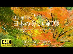 [Relaxing 4K Landscape Video/Live Action] Beautiful Japanese Autumn Leaves and Relaxing BGM - VOL.6