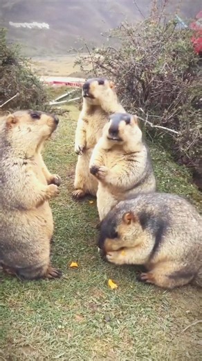 cute marmots❤️ #marmots #funny #animals #viral #love #shorts #reels