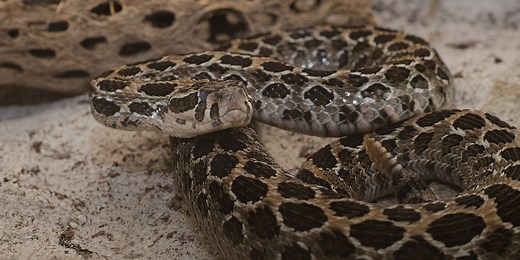 Lance head rattlesnake