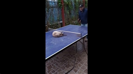 Cat Playing Table Tennis