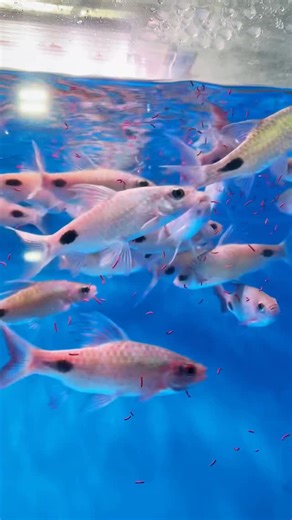 Predatory Fins ® | Rare & Exotic Fish Store on Instagram: "Dawkinsia filamentosa, also known as the Filament Barb or Poovali Paral, is a stunning species of barb that completely transforms with age. As juveniles, they show very little color with faint black spotting—but around three months old, their true beauty begins to shine through. These fish are fast, powerful swimmers, always on the move. Males grow larger than females and display incredible colors, especially during breeding. Spawning is