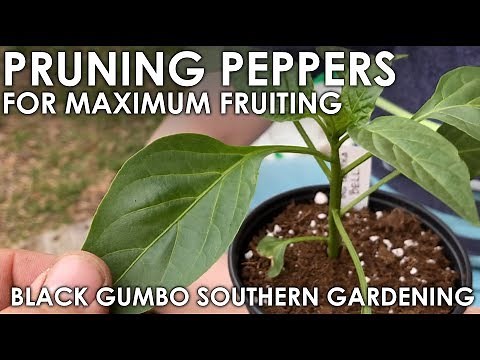Pruning Pepper Seedlings for Maximum Production || Black Gumbo