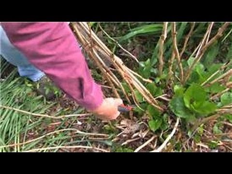 Gardening : How to Maintain Spring Blooming Hydrangeas