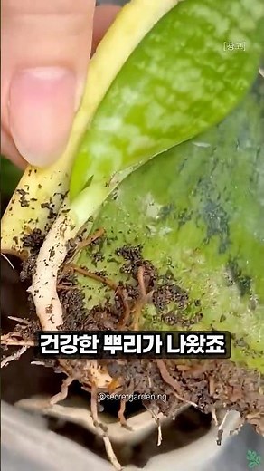 The perfect guide to propagating sansevieria — anyone can do it! 🌿 #plants #gardening