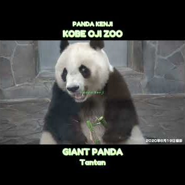 夢中でもぐもぐ食べているタンタン🐼 #神戸市 #王子動物園 #shorts