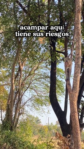 Casi nos roban en Tailandia! 🐒🚫