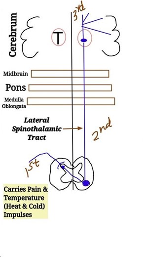 Lateral Spinothalamic Tracts #physiology #spinalcord #sensory