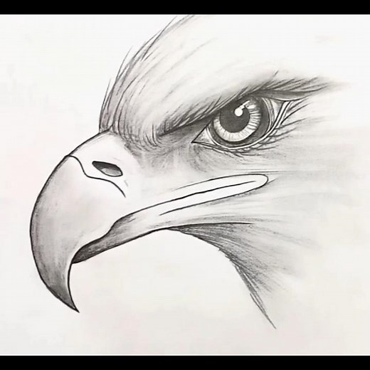 How to Draw an Eagle Face | Drawing Tutorial | Bird Drawing #shorts
