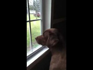 THE HUMPY HUMP DOG ITS LIPSTICK IS OUT