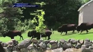 CRAZY VIDEO! A herd of bison stampedes through someone's front yard in New Hampshire. Story: http://bit.ly/2u5Nyn0 | WMTW-TV