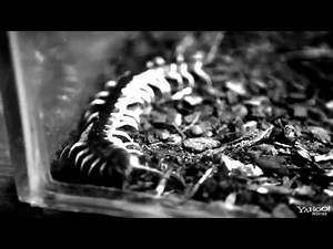 The Human Centipede 2 Trailer (Final HD).mp4