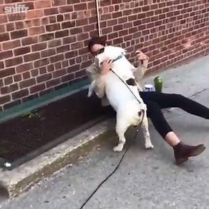 14K views · 157 reactions | Dog viciously attacks woman...  | LADbible New Zealand | Facebook