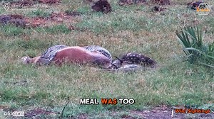 Python Screams as Horns from Swallowed Impala Leave Brutal Injuries