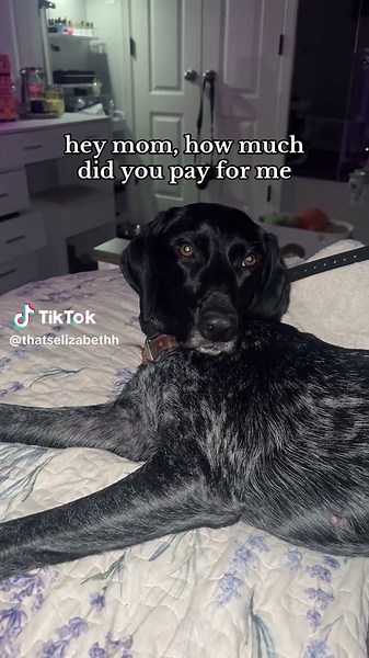 my bestfriend from craigslist 💀, she’s not amused #pointersoftiktok #gsp #germanshorthairedpointer #craigslistpuppies #craigslist #dog #dogsoftiktok #funny #trending #challenge #viralvideo #viral #post #tiktokgo #dogss #daisy #trendfyp #fypppppppppppppp #longervideos