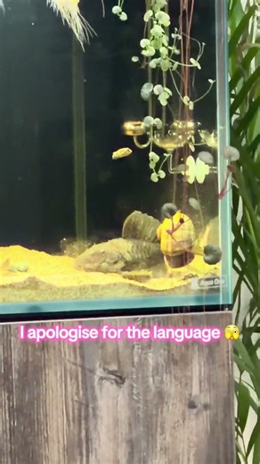 Chubby’s gone wild!!! 😳😳 luckily no one was harmed in this outburst #aquarium #fishtank