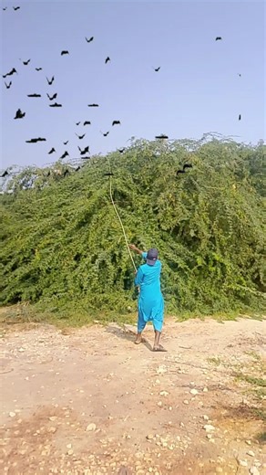 hunting for flamingo 🦩 #birds #hunting #shorts