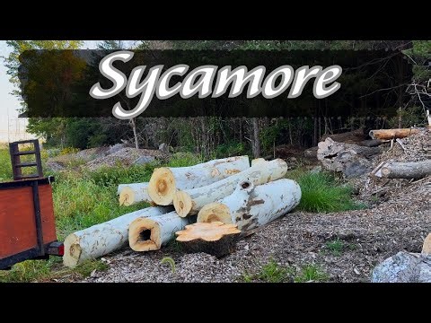 Bucking Sycamore Firewood