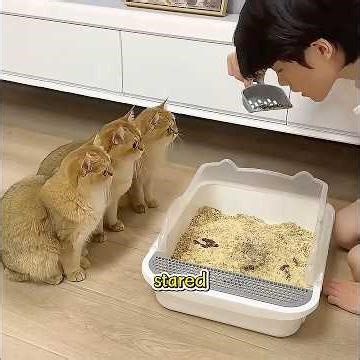 This was the smartest cat I had ever seen