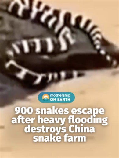 900 snakes escaped from a snake farm in Hengzhou, China after heavy rainfall and floods caused the farm to collapse. Local media reports indicated that the floods were a result of the annual flooding season exacerbated by Typhoon Maysak. According to Chinese outlet, The Paper, some stranded villagers were bitten by escaped snakes but could not seek treatment immediately as roads were cut off. The South China Morning Post (SCMP) reported that most of the escaped snakes were non-venomous, though s