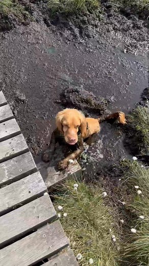 🐾 Your dog loves mud? We’ve got the solution! 📸@beckyandthespaniels | Mud Daddy