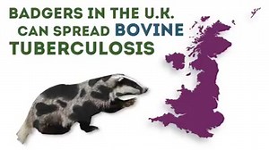 369K views · 4.7K reactions | 8 Incredibly Weird Animal Facts | BuzzFeed Video | Facebook