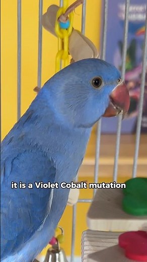 Violet Cobalt Indian Ringneck Parakeet #birds #parrot