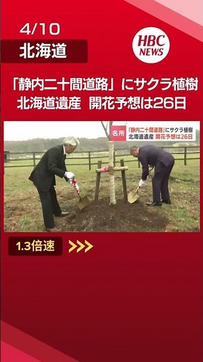 Cherry trees planted at the famous Shizunai Nijukken Road cherry blossom avenue; blooming expecte...