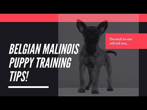 Belgian Malinois puppy training tips