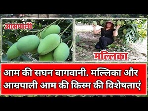 Mallika and Amrapali Mango Variety Information By AviG