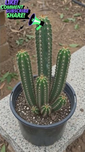 Complete care of a columnar cactus plant #ColumnarCactus #CactusCare #GG Garden🌵